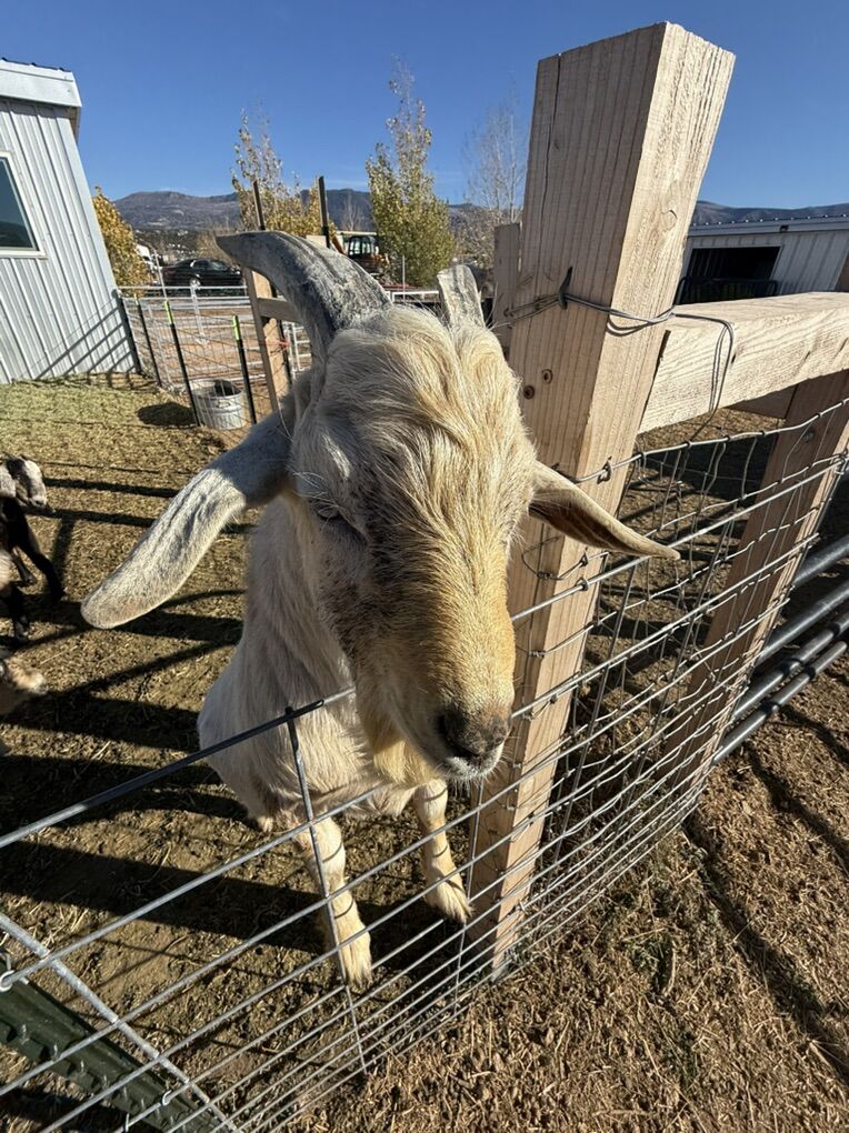 Nubian Buck For Stud