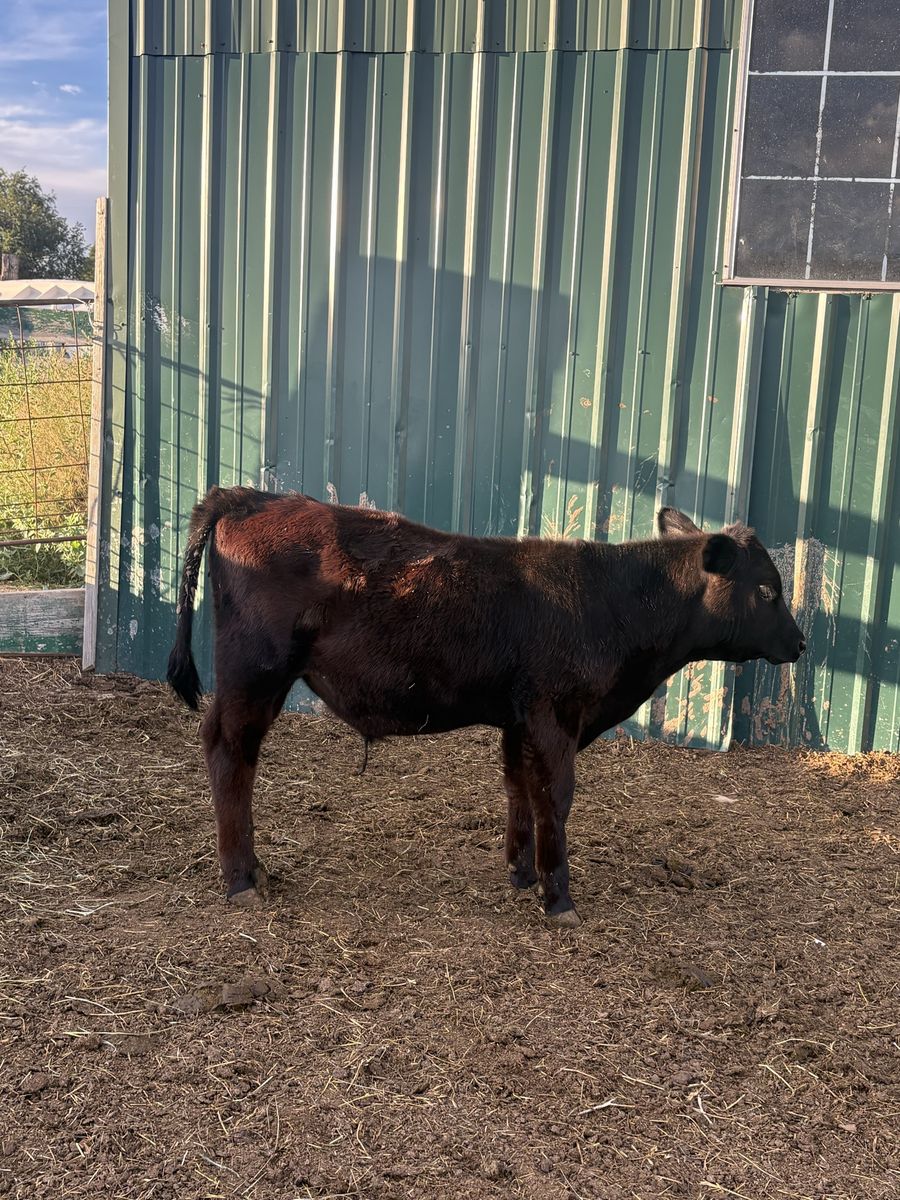 Beef calves 