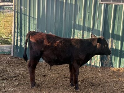 Beef calves