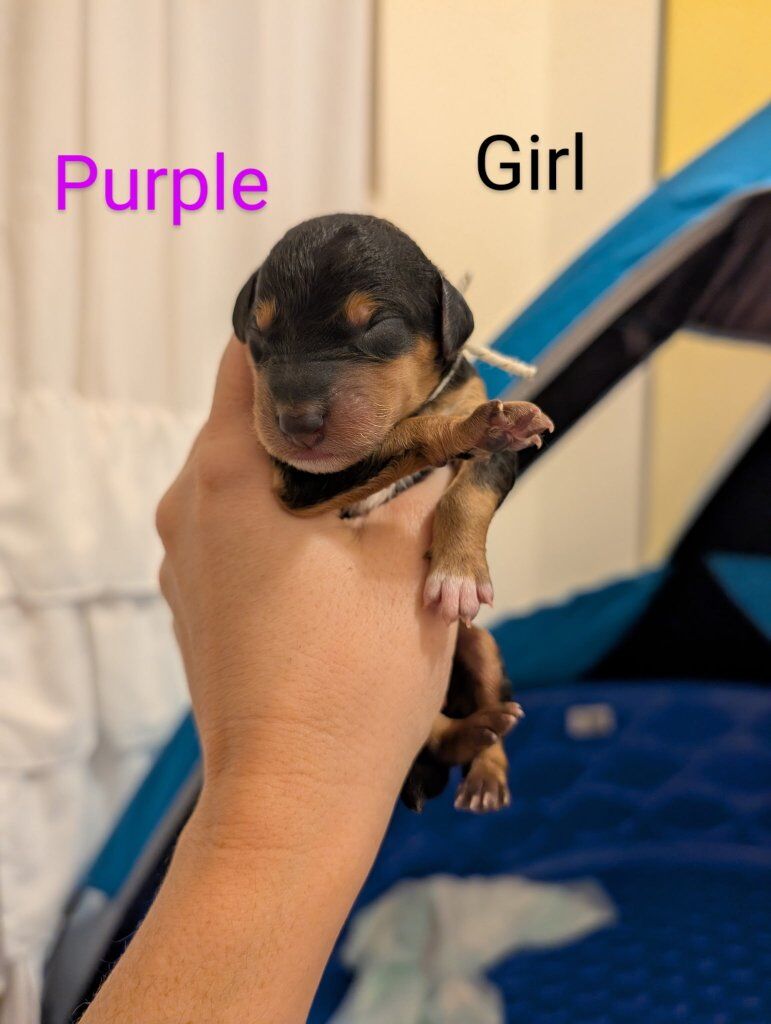 Golden airedoodle puppies