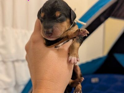 Golden airedoodle puppies