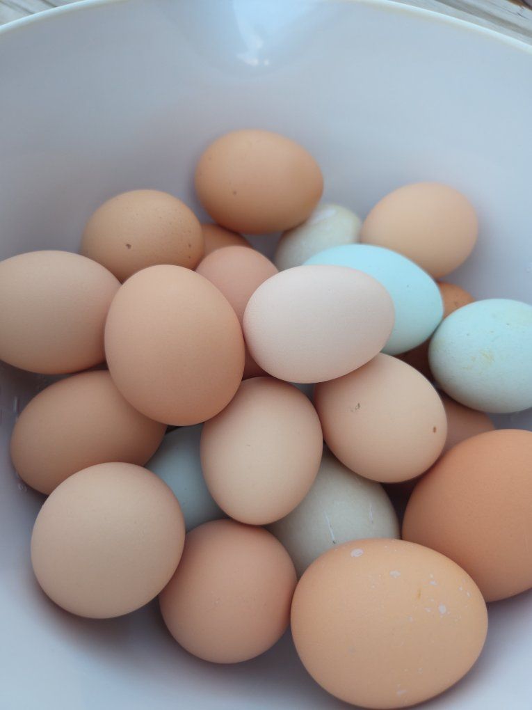 Farm fresh eggs