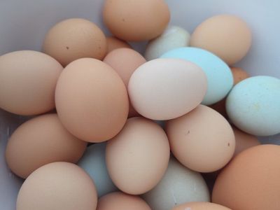 Farm fresh eggs