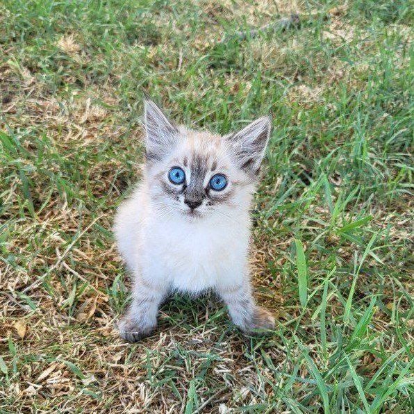 Adorable Ragdoll mix Kittens!