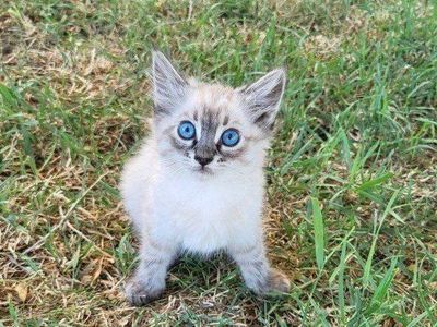 Adorable Ragdoll mix Kittens!