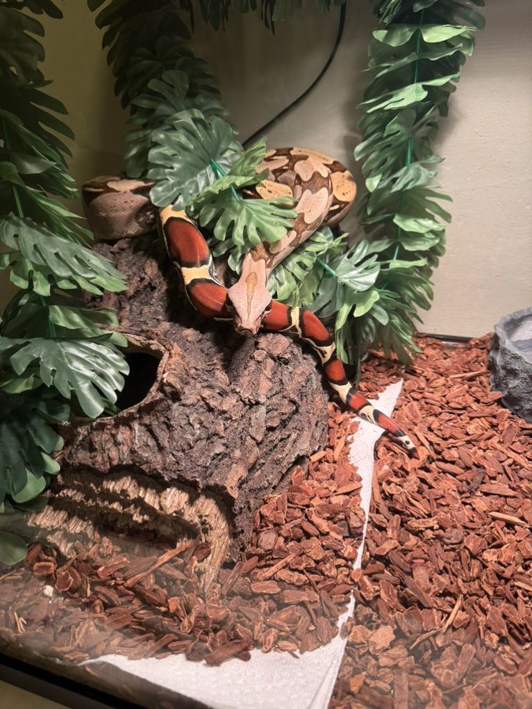 Suriname Boa Witb Complete Setup