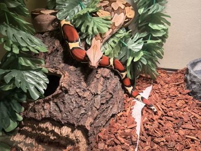 Suriname Boa Witb Complete Setup