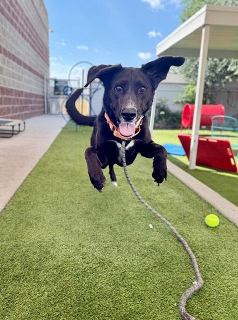 A163550 Bubble Available for Adoption