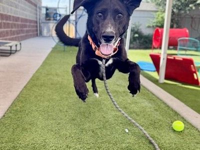 A163550 Bubble Available for Adoption