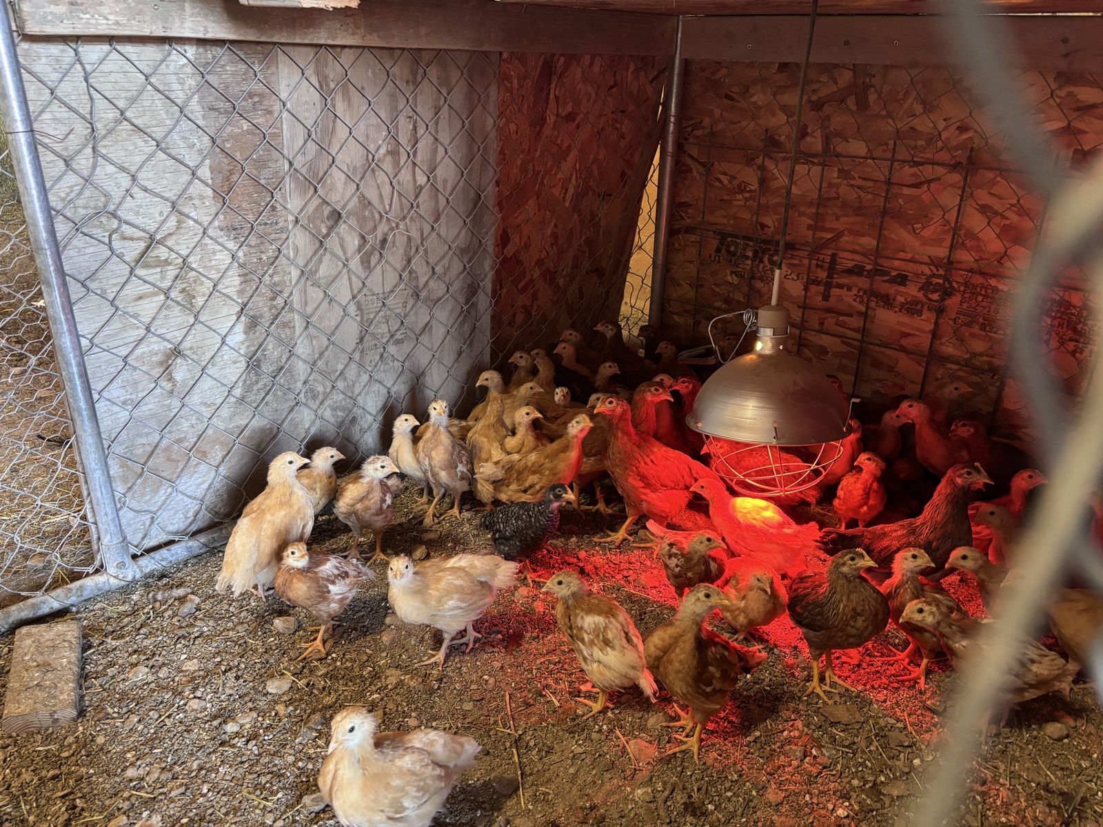 Two months pullet