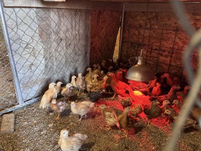 Two months pullet
