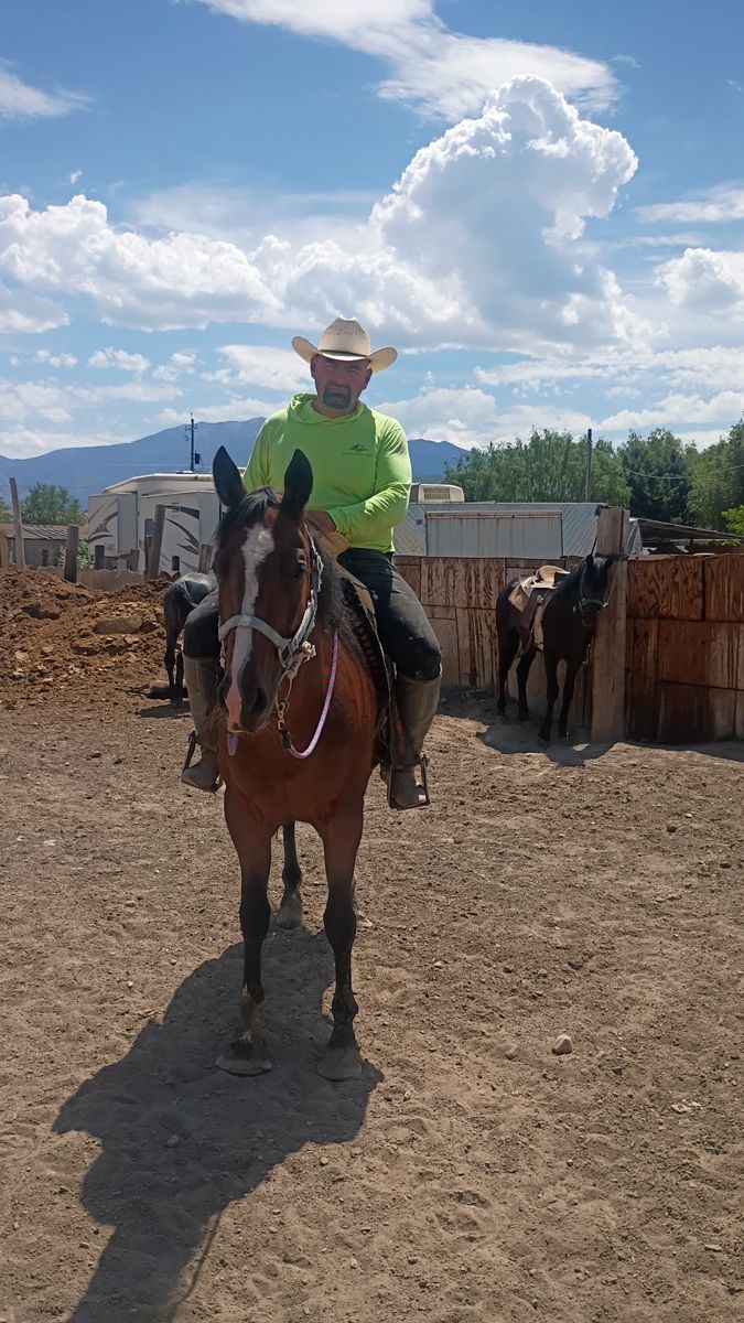 Horse for sale