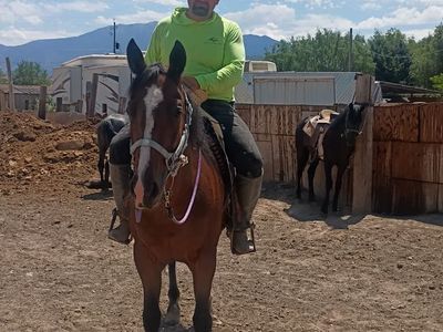 Horse for sale