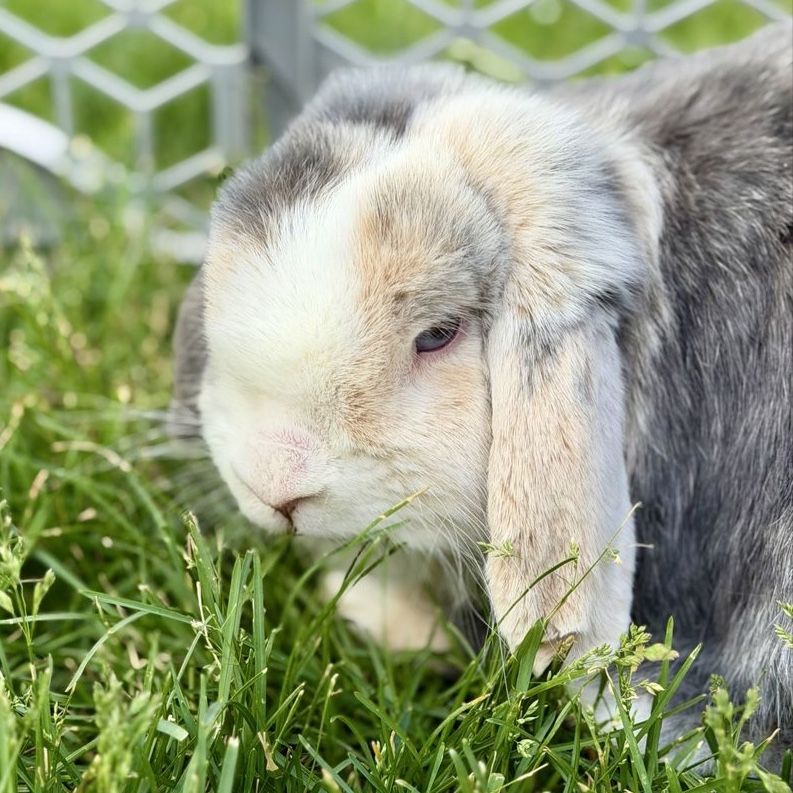 Holland Lop Doe
