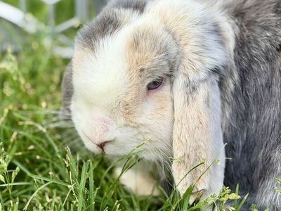 Holland Lop Doe