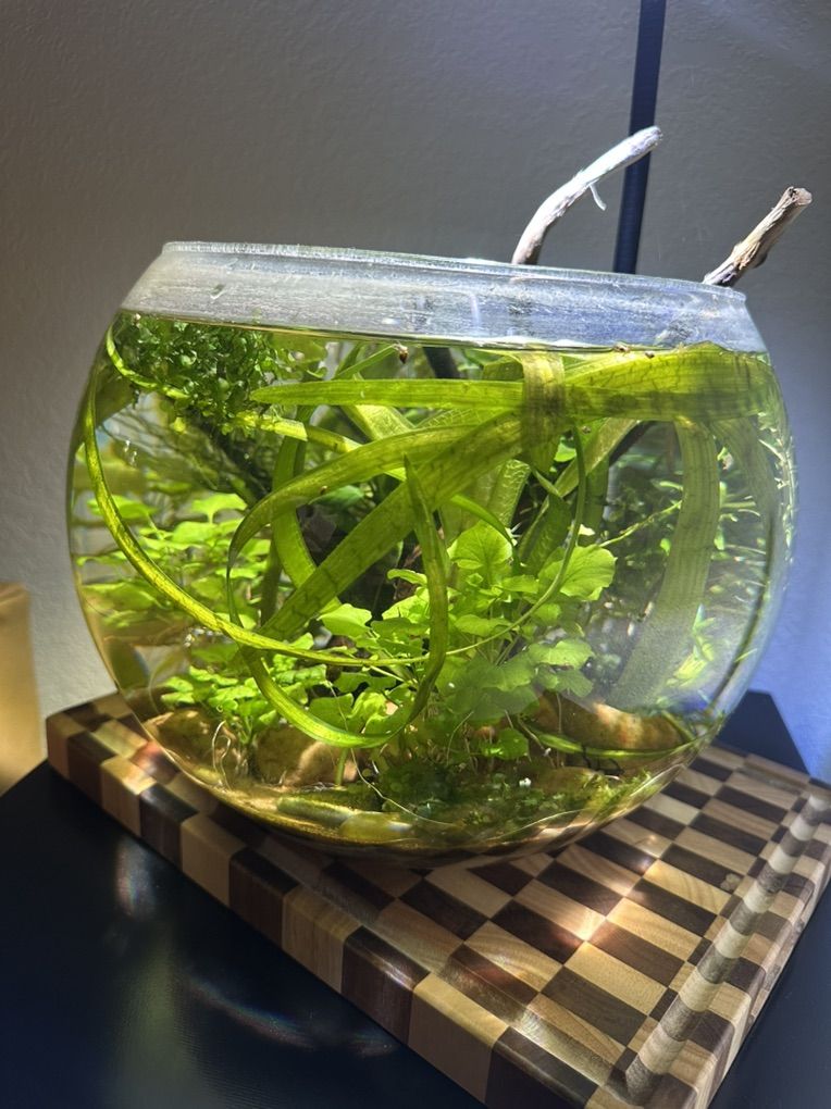Aquatic Plants