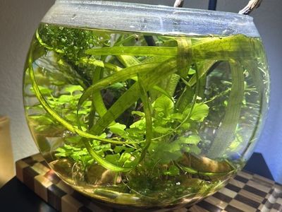 Aquatic Plants