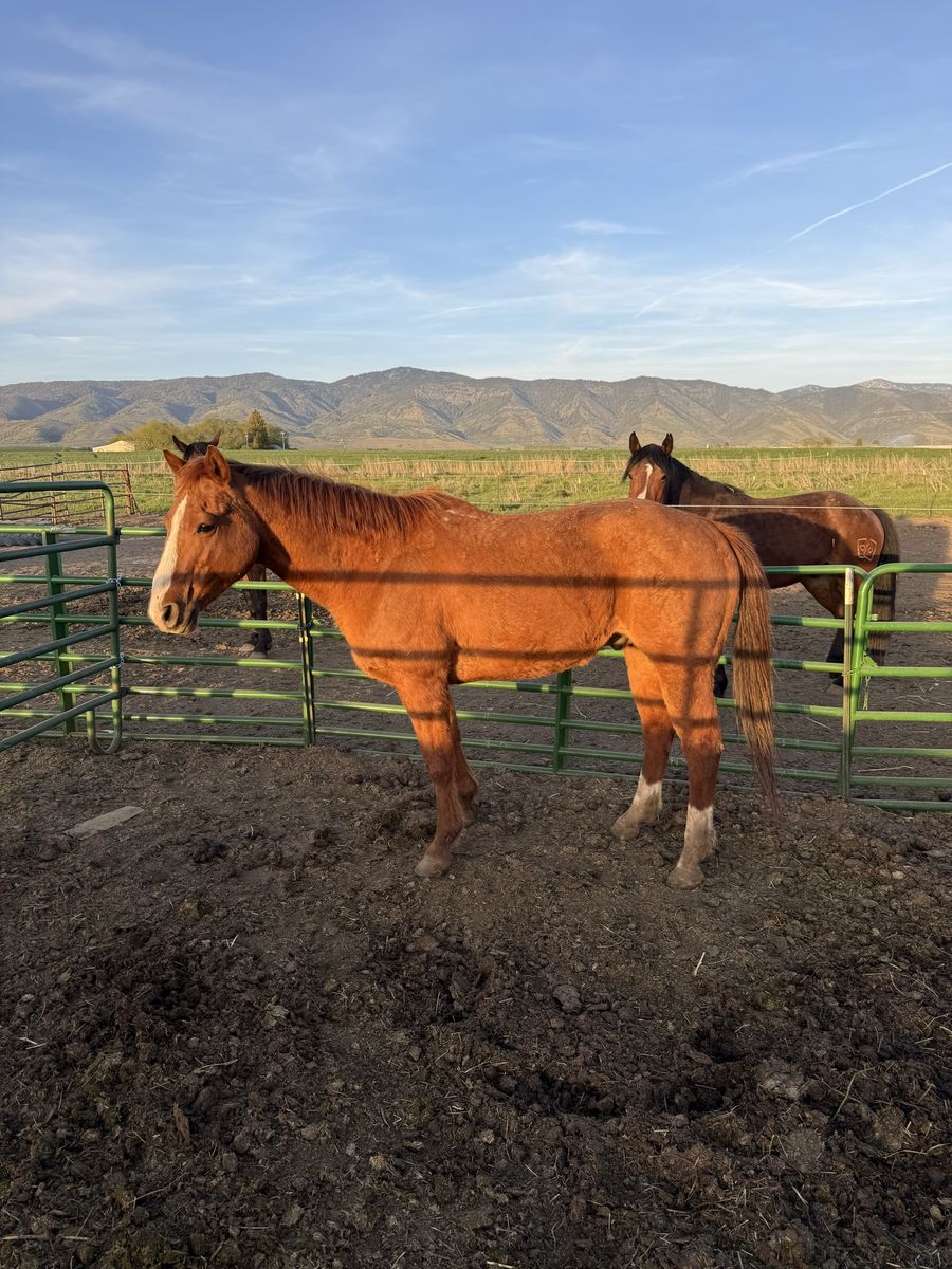 10 yo All around gelding