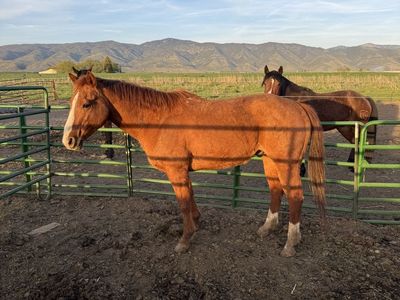 10 yo All around gelding