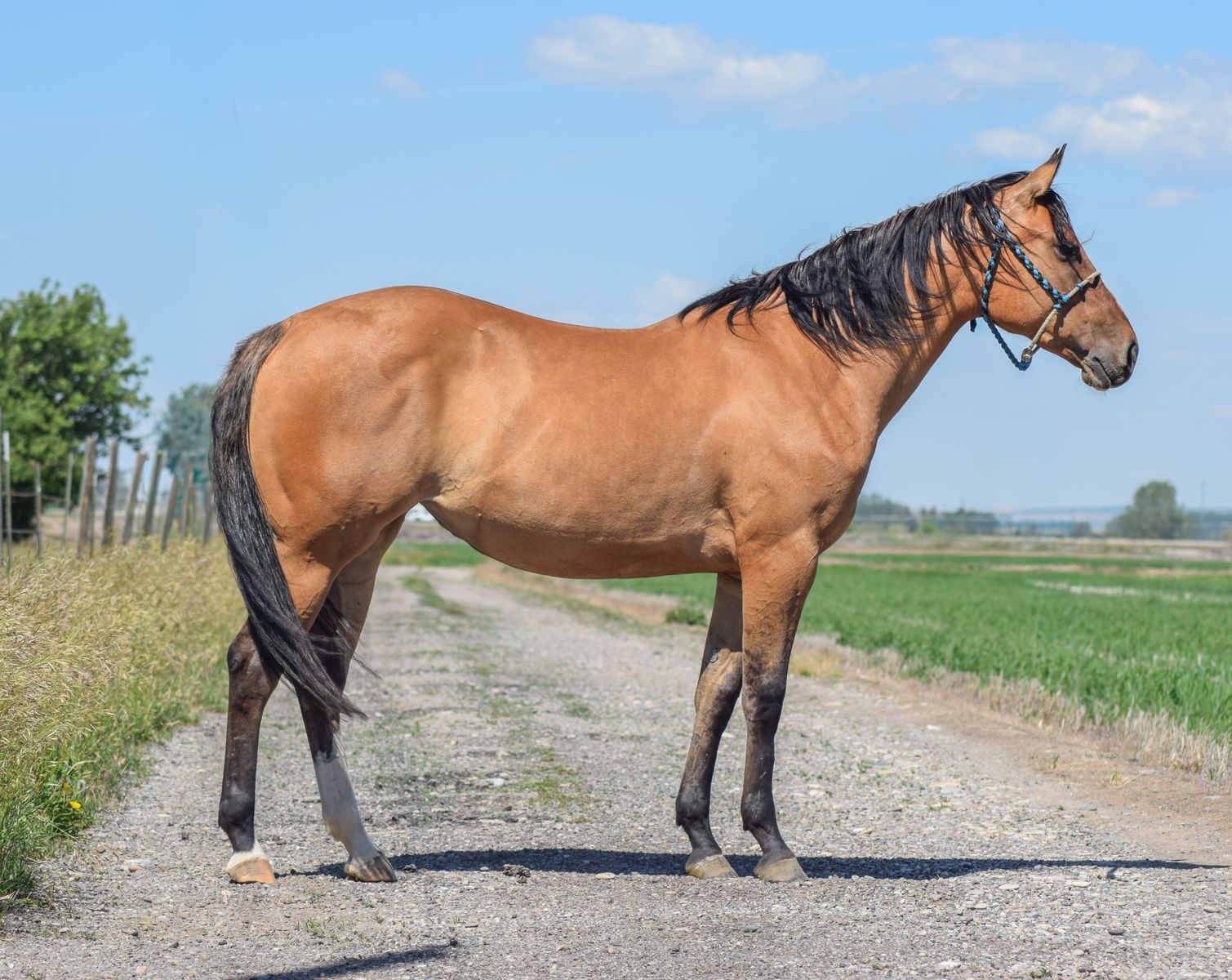 “Peach” 2024 AQHA Dun Mare