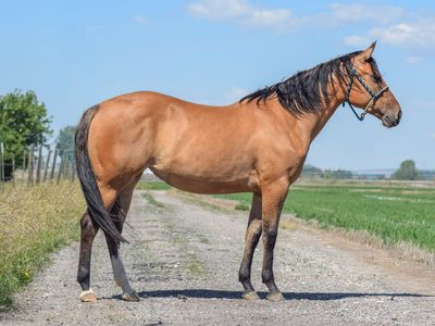 “Peach” 2024 AQHA Dun Mare