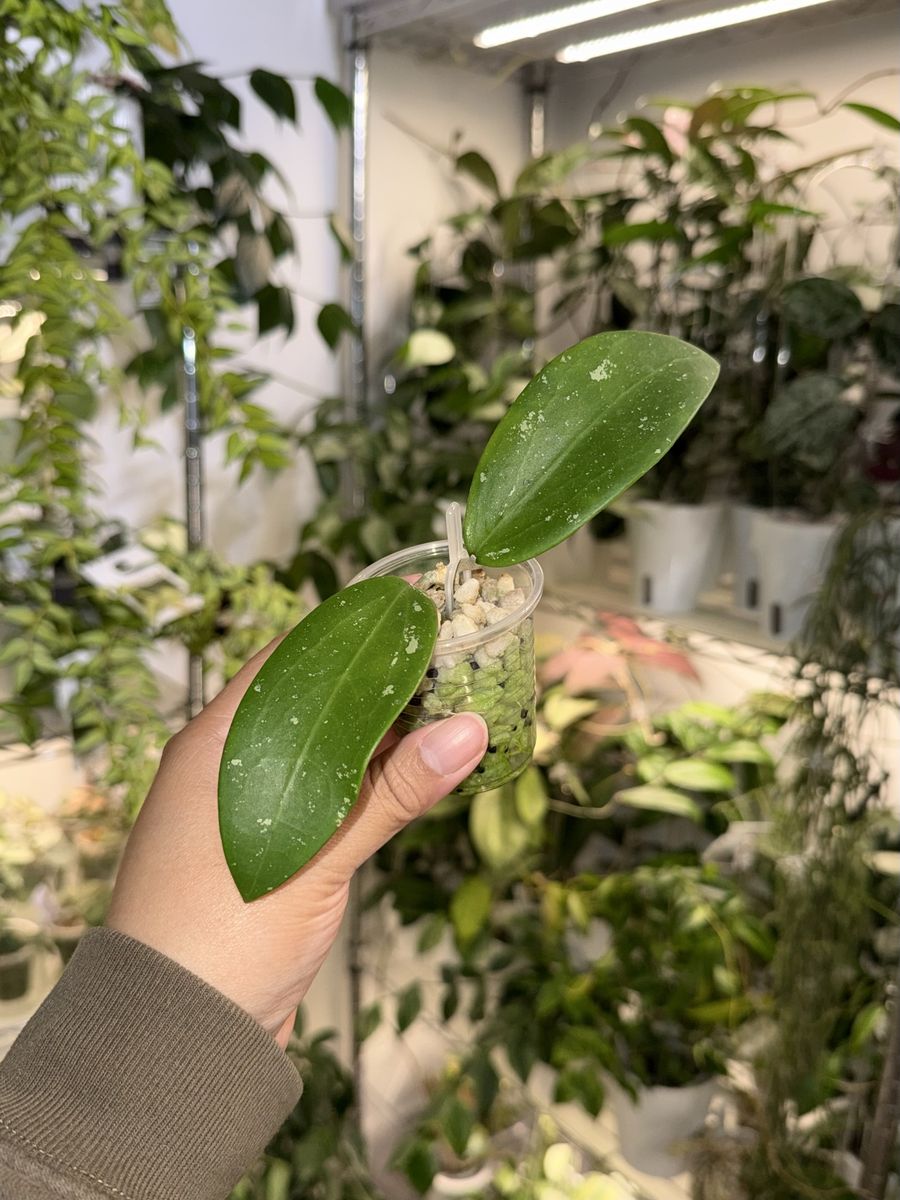 Hoya verticillata x UNK - Plant