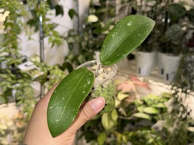 Hoya verticillata x UNK - Plant