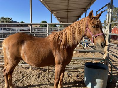 OBO 15 year old Misouri Fox Trotter Mare