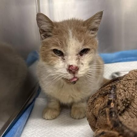 Hello my name is Charleston