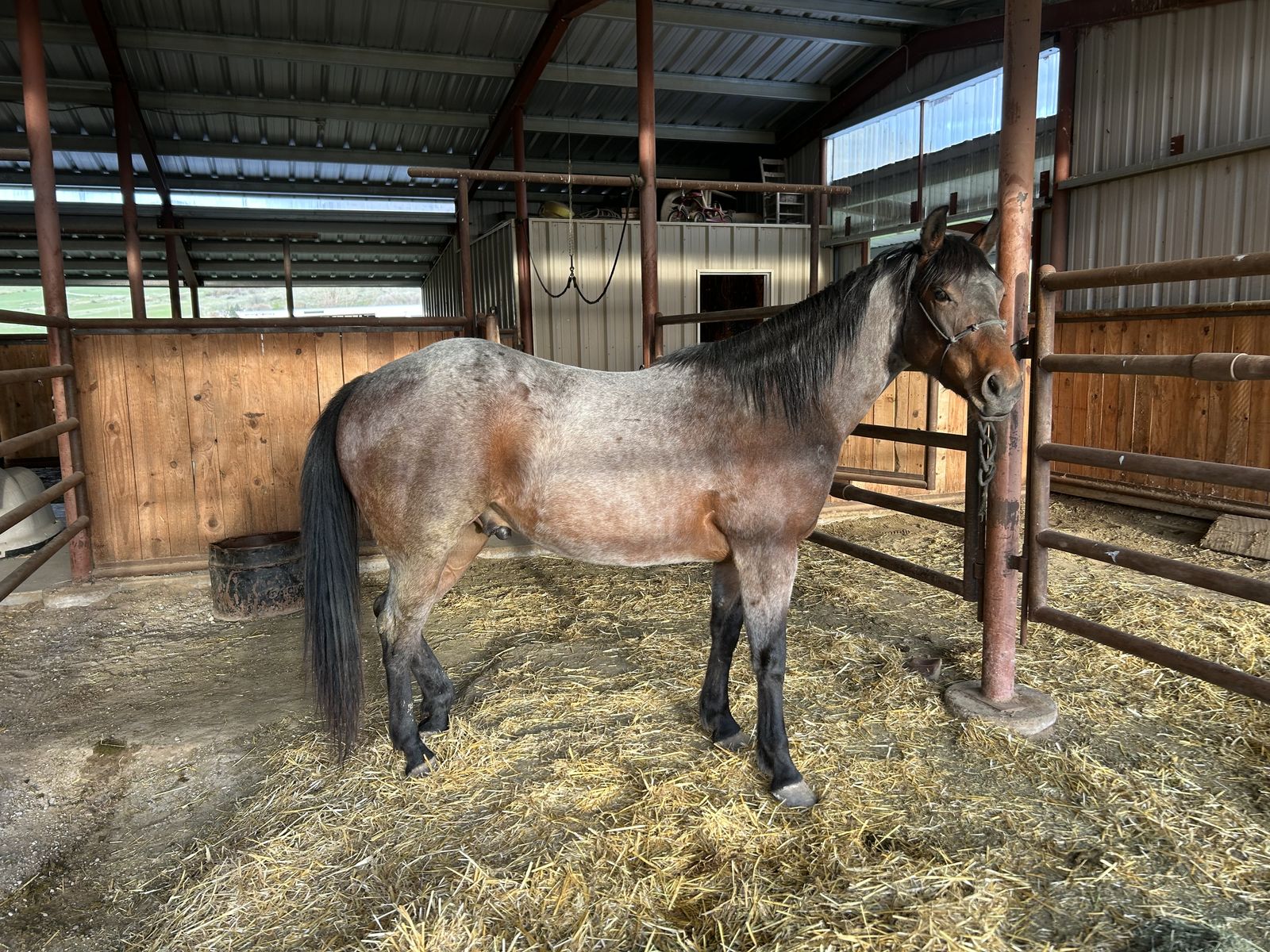 AQHA 2 year old Bay roan gelding