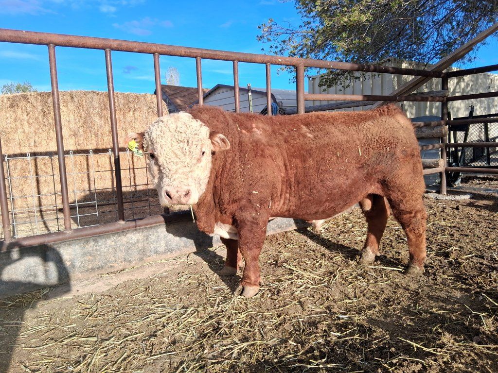 Minni Hereford bull