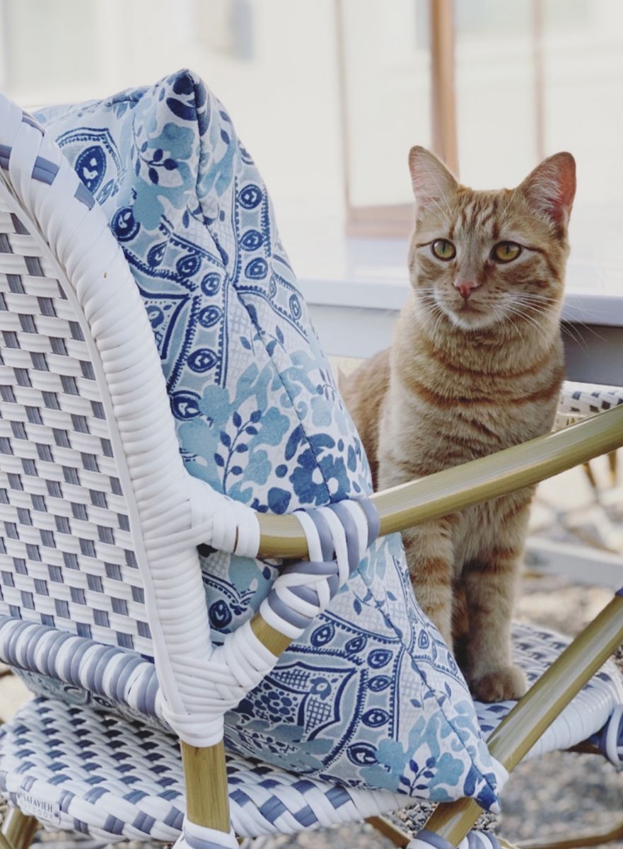Cat Looking for Home