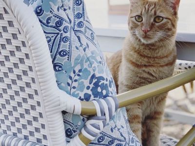 Cat Looking for Home