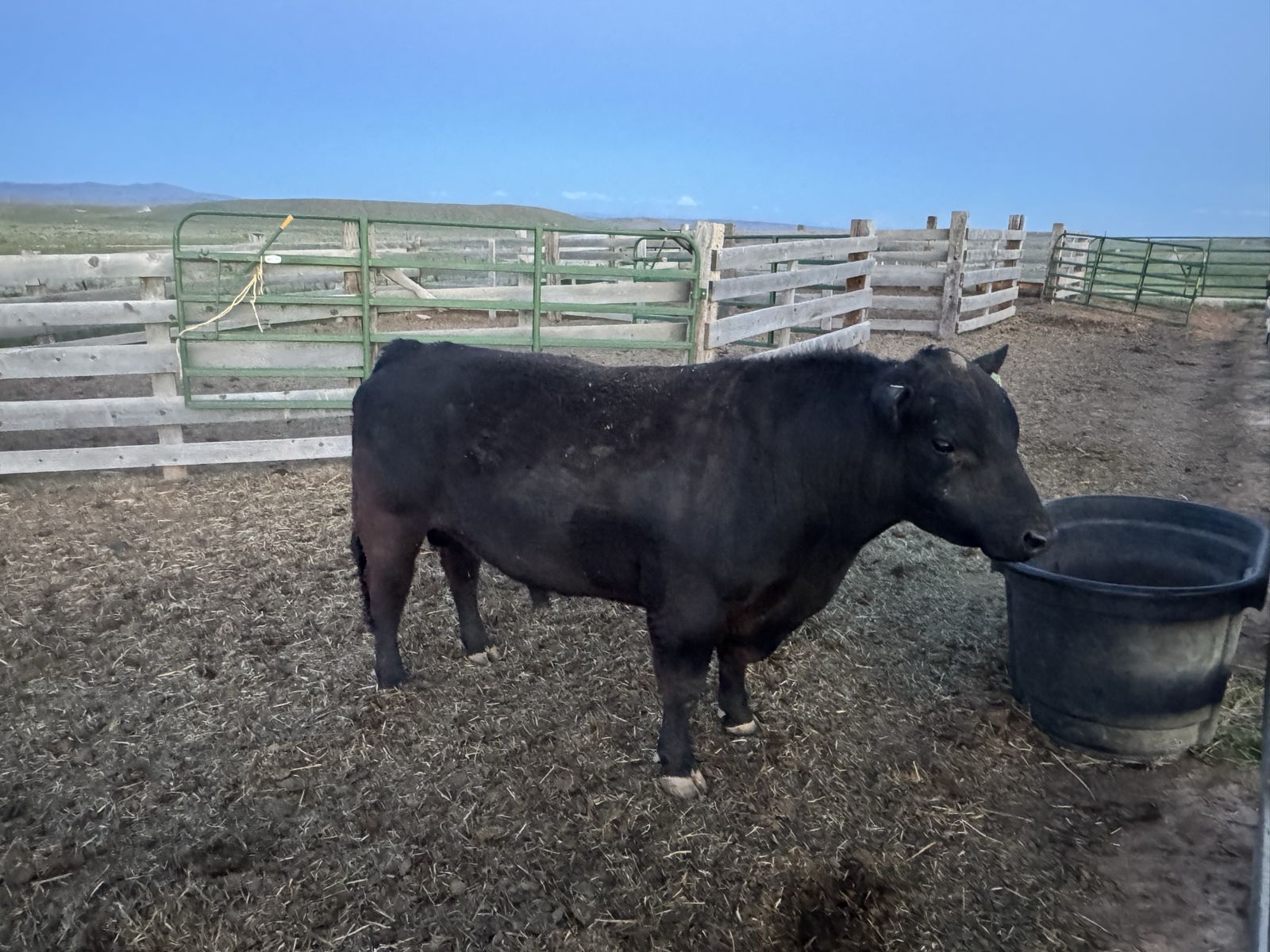 Low line Bull