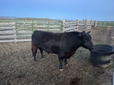 Low line Bull