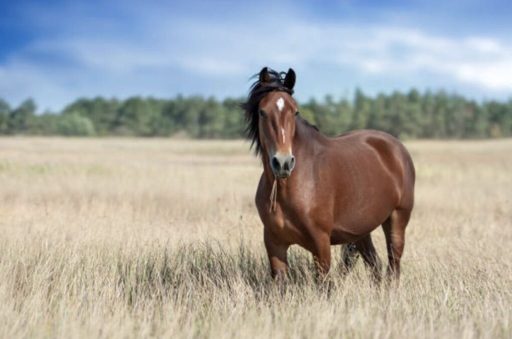 ISO--Young Sound Well-mannered Mare