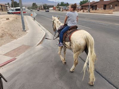 Super cool ALL around mare