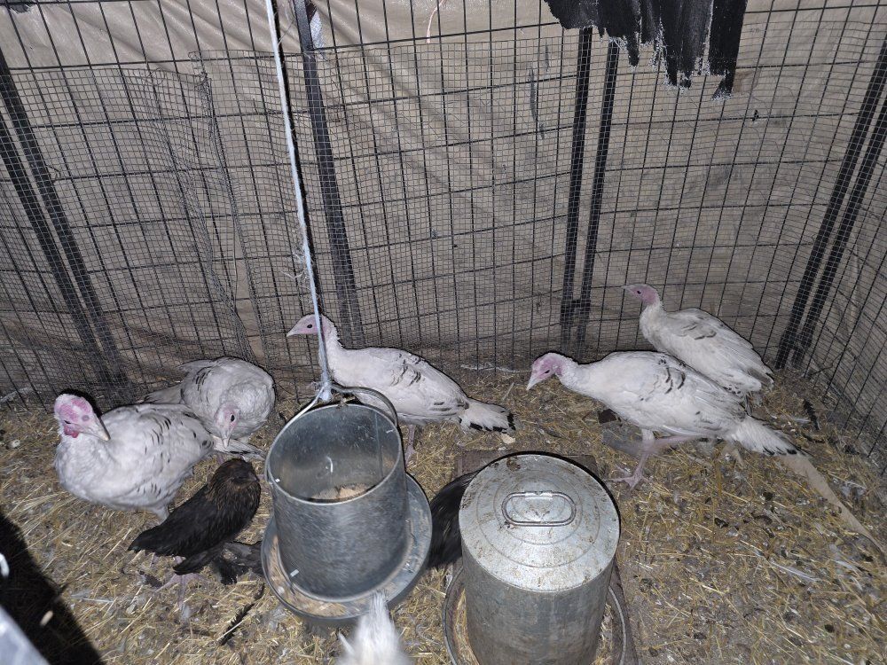 Four month old Royal Palm Turkeys