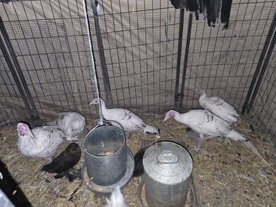 Four month old Royal Palm Turkeys