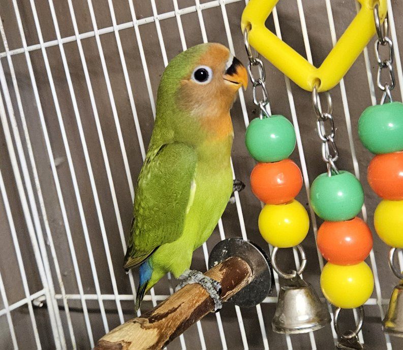 Green Baby Lovebird