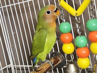 Green Baby Lovebird