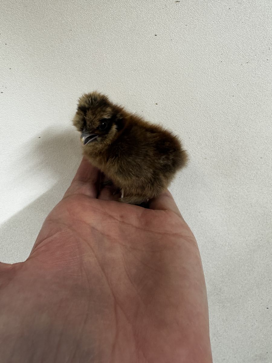 Silkie chicks