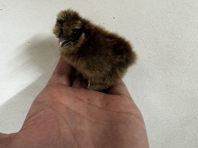 Silkie chicks