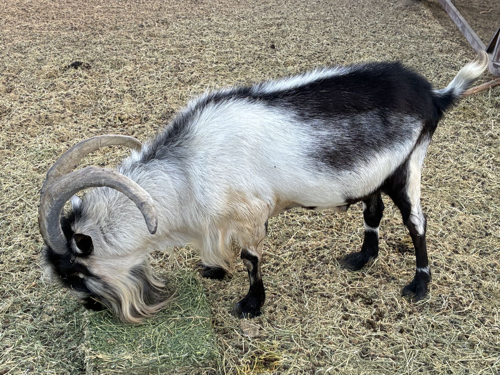 Dairy goats