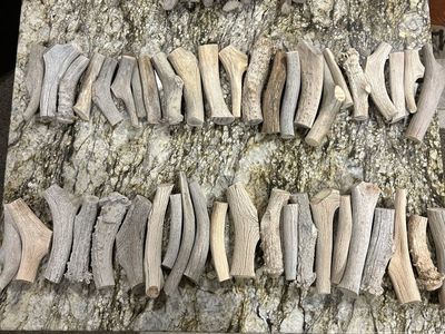 Mule Deer Shed Antler Dog Chews
