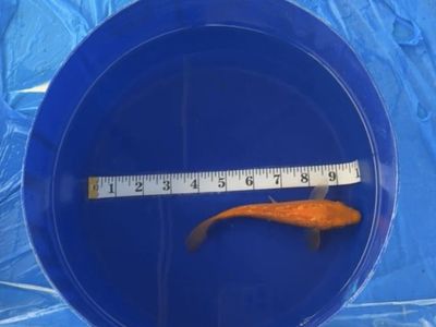 Japanese Koi Fish - 6" Orange Koi