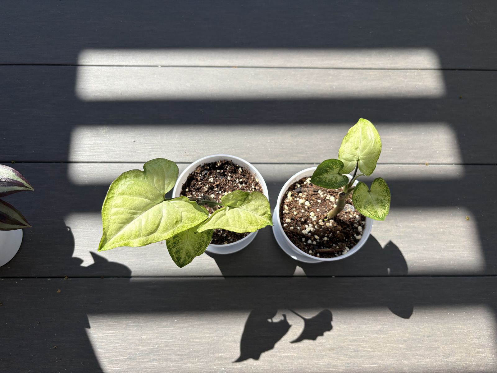 Variegated Syngonium Albo Starter House Plants