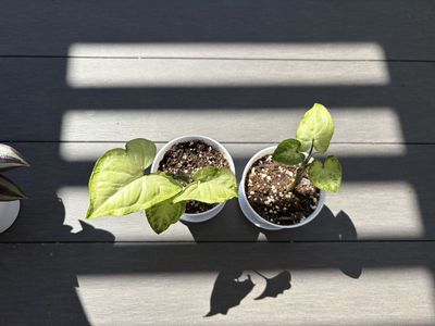 Variegated Syngonium Albo Starter House Plants