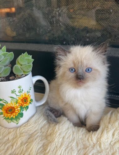 SWEET/STUNNING RAGDOLLS (TEACUP SIZE size)--Best Doglike temperments--SUPER FLUFFY though LESS Allergenic & Shed LESS!