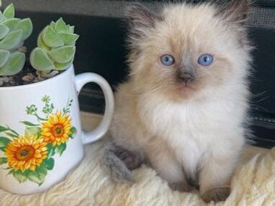 SWEET/STUNNING RAGDOLLS (TEACUP SIZE size)--Best Doglike temperments--SUPER FLUFFY though LESS Allergenic & Shed LESS!